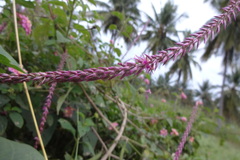Achyranthes aspera var. rubrofusca